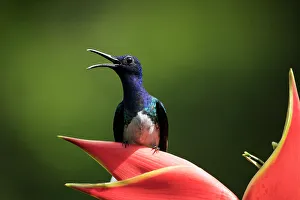 Petal Prints: White-necked Jacobin Male Hummingbird
