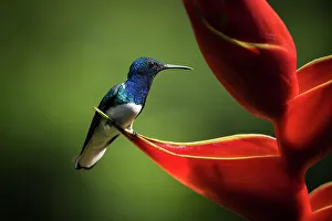 Petal Prints: White-necked Jacobin Male Hummingbird