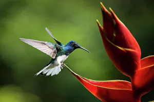 Spread Wings Prints: White-necked Jacobin Male Hummingbird