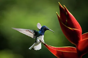 Spread Wings Prints: White-necked Jacobin Male Hummingbird