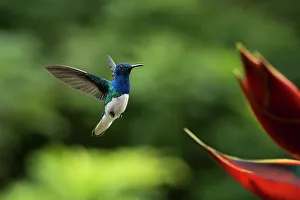Spread Wings Prints: White-necked Jacobin Male Hummingbird