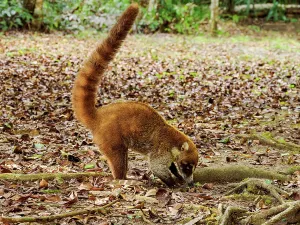 Central Prints: White-nosed coati explores the forest floor for food in Tikal, Guatemala during daylight