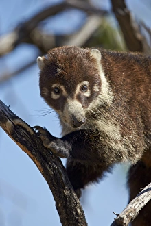 National Forest Prints: White-nosed coati (Nasua narica) in a tree