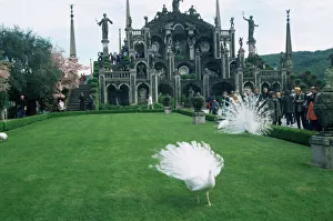 Piedmont Prints: White peacocks in front of folly