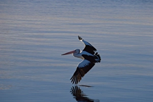 Pelican Prints: White pelican (Pelecanus erythrorhynchos), Nelson Bay, New South Wales