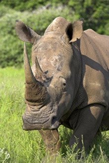 Jeopardy Prints: White rhino