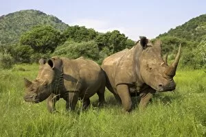 Images Dated 27th January 2000: White rhino