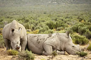 Rhinoceros Prints: White Rhino, Aquila Private Game Reserve, Touws River, Western Cape, South Africa, Africa