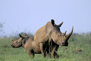 Rhino Prints: White rhino (Ceratherium simum) with calf