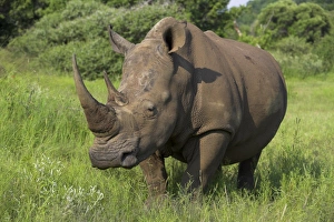 Jeopardy Prints: White rhino (Ceratotherium simum)