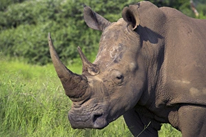 White rhino (Ceratotherium simum)