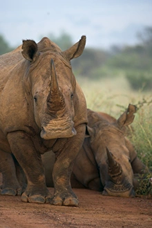 White rhino (Ceratotherium simum)