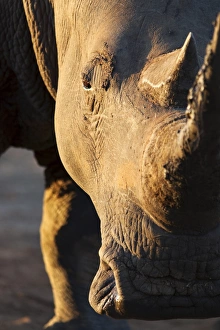 Horned Prints: White rhino (Ceratotherium simum)