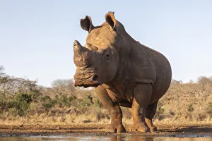 Bull Prints: White rhino (Ceratotherium simum) bull at water, Zimanga private game reserve