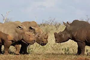 Horn Prints: White rhino (Ceratotherium simum) bulls in confrontation