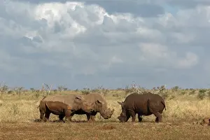 Horn Prints: White rhino (Ceratotherium simum) bulls in confrontation