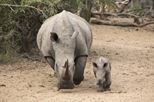 White rhino (Ceratotherium simum) with calf, Kumasinga water hole, Mkhuze game reserve