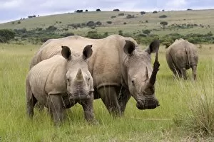Images Dated 6th February 2008: White rhino (Ceratotherium simum), and calf, Ithala Game Reserve, KwaZulu Natal