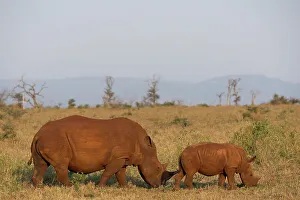 Horn Prints: White rhino (Ceratotherium simum) with calf