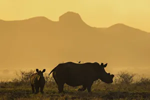 Kwazulu Natal Prints: White rhino (Ceratotherium simum) calf and cow