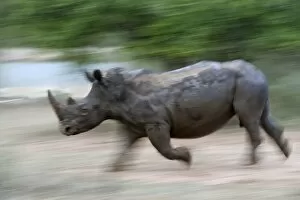 Images Dated 14th March 2010: White rhino (Ceratotherium simum) charging, Hlane Royal National Park game reserve