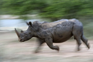 Charging Prints: White rhino (Ceratotherium simum) charging, Hlane Royal National Park game reserve