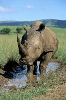 Images Dated 9th August 2008: White rhino (Ceratotherium simum) cooling off