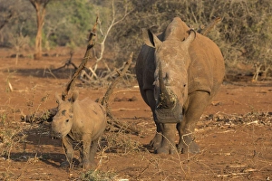 White rhino (Ceratotherium simum) cow with calf, Zimanga private game reserve, KwaZulu-Natal