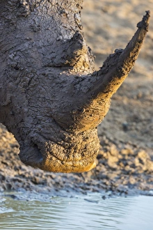 Horn Prints: White rhino (Ceratotherium simum) with muddy face, Mkhuze game reserve, KwaZulu-Natal