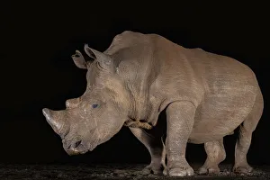Wildlife Reserve Prints: White rhino (Ceratotherium simum) at night, Zimanga private game reserve, KwaZulu-Natal