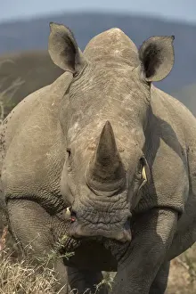 White rhino (Ceratotherium simum) with redbilled oxpeckers, iMfolozi game reserve