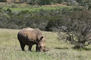 Images Dated 18th April 2010: White rhinoceros (Caratotherium simum), Kariega Game Reserve, South Africa, Africa