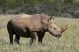 Images Dated 18th April 2010: White rhinoceros (Caratotherium simum), Kariega Game Reserve, South Africa, Africa