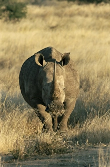White rhinoceros (Ceratotherium simum)