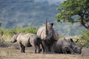 White rhinoceros (Ceratotherium simum)