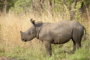 Images Dated 30th October 2006: White rhinoceros (Ceratotherium simum)