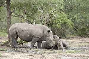 Images Dated 3rd November 2006: Two white rhinoceros (Ceratotherium simum) rubbing noses