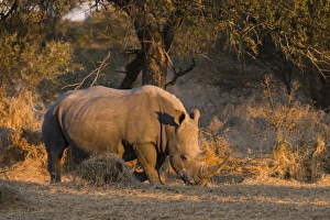 White rhinoceros (Ceratotherium simum), Kalahari, Botswana, Africa