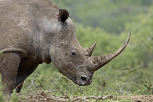 Images Dated 8th November 2007: White Rhinoceros (Ceratotherium simum), Hluhluwe Game Reserve, South Africa, Africa