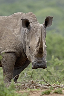 Images Dated 8th November 2007: White Rhinoceros (Ceratotherium simum), Hluhluwe Game Reserve, South Africa, Africa