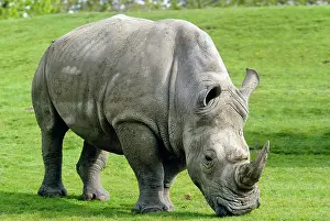 Herbivore Prints: White rhinoceros (Ceratotherium simum)