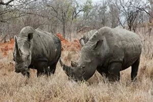 Images Dated 7th November 2010: White Rhinoceros (Ceratotherium simum), Kapama Game Reserve, South Africa, Africa