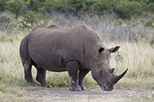 White rhinoceros (Ceratotherium simum), Hluhluwe Game Reserve, South Africa, Africa