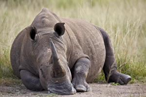 White rhinoceros (Ceratotherium simum), Hluhluwe Game Reserve, South Africa, Africa
