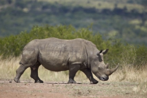 Safari Animals Prints: White rhinoceros (Ceratotherium simum), Hluhluwe Game Reserve, South Africa, Africa