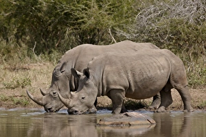 Two white rhinoceros (Ceratotherium simum) drinking, Kruger National Park
