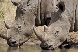Two white rhinoceros (Ceratotherium simum) drinking, Kruger National Park