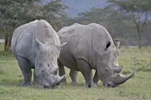 Images Dated 30th September 2007: Two white rhinoceros (Ceratotherium simum) feeding, Lake Nakuru National Park