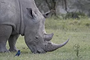 White rhinoceros (Ceratotherium simum) feeding, Lake Nakuru National Park