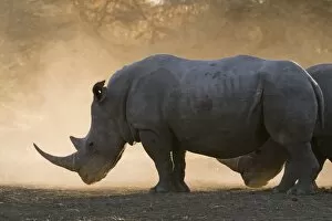 Dust Gallery: White rhinoceros (Ceratotherium simum), Kalahari, Botswana, Africa